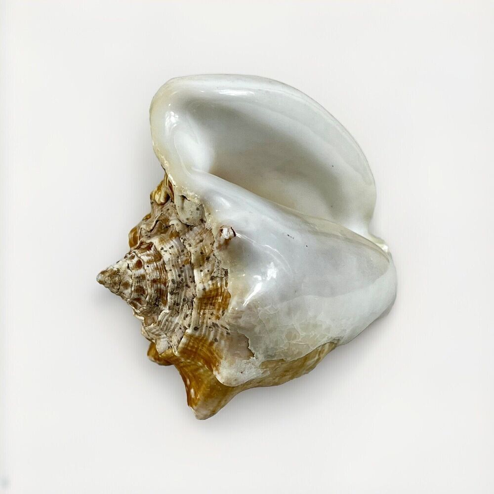Vintage Conch Shell Seashell Beach Decor Nautical 5" Sea Shell Ocean Breeze